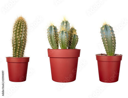 Photo: cactus house plant vegetation nature flora cactus house plant vegetation nature flora