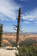 Dead tree in  close to Bryce Canyon