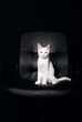 Serious cat