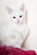 White kitten sitting