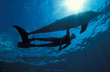 Photos : Dauphin et nageuse, Egypte, mer Rouge
