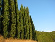 Cypress in Tuscany