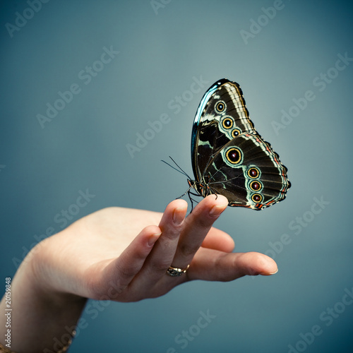 butterfly on the palm butterfly on the palm