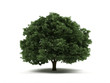 Tree.