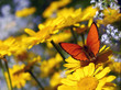 Scarce Copper butterfly,  Lycaena virgaureae