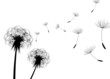 Blow Dandelions. Vector Blow Dandelions. Vector