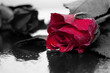 Photo: Rose_3 Rose_3