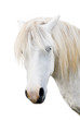 Angry grey pony Angry grey pony