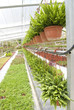 nusery garden