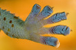 Foto: Tokeh; Gekko gekko; Tokeh Tokeh; Gekko gekko; Tokeh