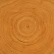 Hintergrund: Wachstumsringe - Holz Hintergrund: Wachstumsringe - Holz