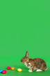 Photo: Osterhase mit Ostereiern vor grünem Hintergrund Osterhase mit Ostereiern vor grünem Hintergrund