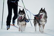 Schlittenhunde