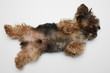 Chien allongé