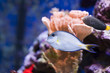marine aquarium fish tank