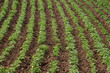 Potato field