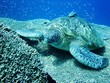 Sea turtle resting at hard coral at Bunaken, Indonesia