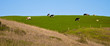 Grazing Cows