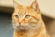 chat européen roux tabby
