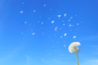 dandelion seed　3