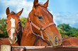 Closeup of the head of a horse