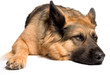 Schäferhund