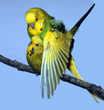 Welli_112345