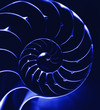 Blue nautilus, close up