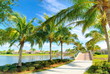 Palm alley