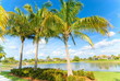Three palms