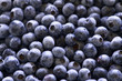 blueberry close up