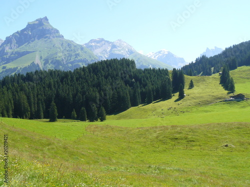prado en los alpes