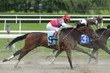 Horse racing at Belmont Track Long Island NY Horse racing at Belmont Track Long Island NY