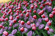 Tulips