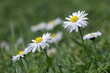 Gänseblümchen