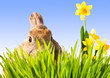 Osterhase mit blauem Himmel