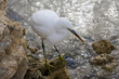 Great white heron sitting on the rock