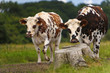 normandes au prè