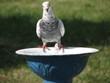Dove drinking water
