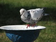 Dove drinking water