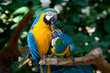 Aras im Vogelpark Iguacu Aras im Vogelpark Iguacu