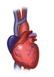 Corazón