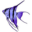 scalare (Pterophyllum scalare)