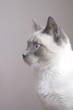 Siamois profil