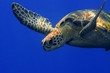 Green turtle