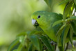 Photo: Blue-winged Parrotlet Blue-winged Parrotlet