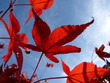 Herbstblätter