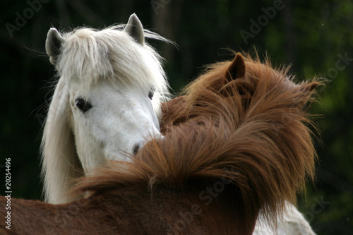 Icelandic Horses Icelandic Horses