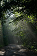 Ground road crossing old deciduous forest Ground road crossing old deciduous forest