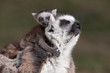 hugging the mother